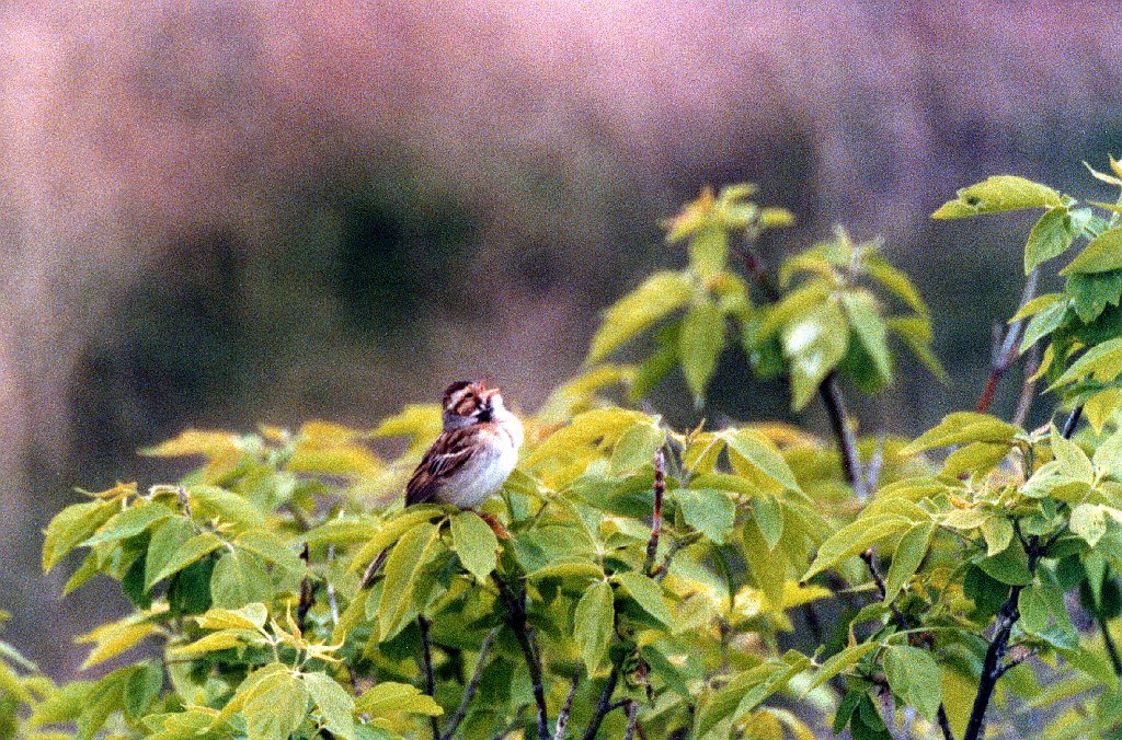 Sparrow, Clay-colored BL05P01I02 Alaska vacation 1993 ND.jpg - Clay-colored Sparrow